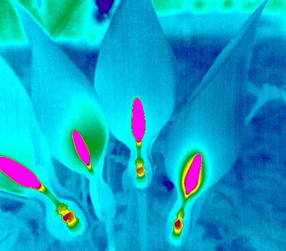 PYROVIEWxʹa(chn)^(gu)׃ÿҊ(jin)